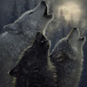 Meet your Posher, Owen